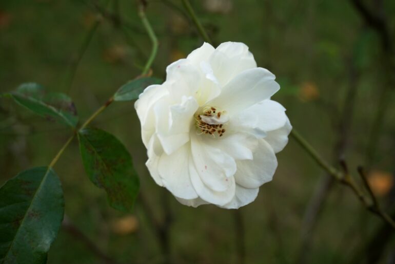 Trawa, biały kwiat