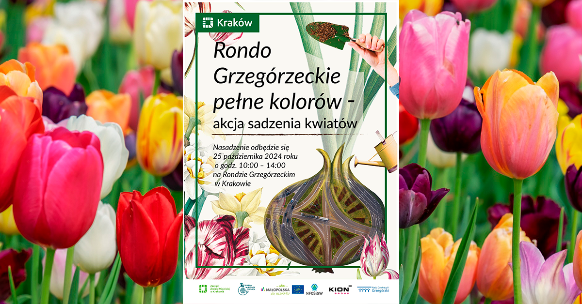 Wielkie sadzenie cebulek tulipanów i narcyzów na Rondzie Grzegórzeckim